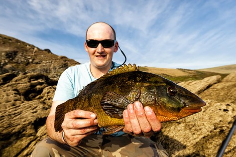 "Cornish Wrasse" picture by Henry Gilbey