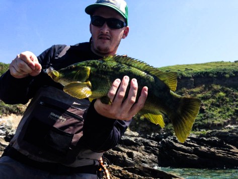 Cornish wrasse with Nick