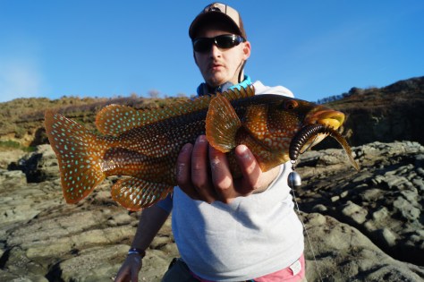 Sligozzo Wrasse